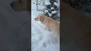 Идилия дачных уединений))#goldenretriever #richard