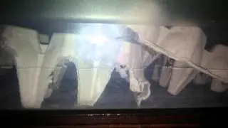 How to catch crickets