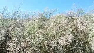 Punta del Boquer&oacute;n, La Isla