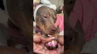Dog Paw and Nail Care 💕 #asmr #cutedog #pitbull #viral #shorts
