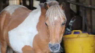 Barefoot Minis Niobe Hoof Trim #miniaturehorse #hooftrimming