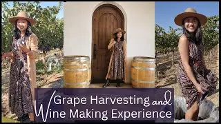 Grape Harvesting/Wine Making Process - Fruit Picking- Grape Picking Experience Great Bear Vineyard