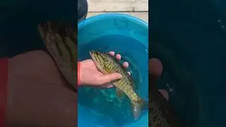 GOT THAT FISHY ON ME #fishing #animals #funny #realease #cute #fun @Tropicalfam283