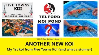 T.K.P. Telford Koi Pond - Video 184 - ANOTHER NEW KOI – My 1st koi from Five Towns Koi #koi #koifish