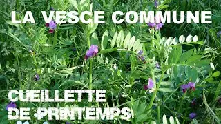 Cueillette de Printemps : La Vesce Commune | Episode 7/7
