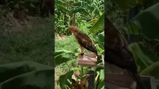 Mountain hawk eagle