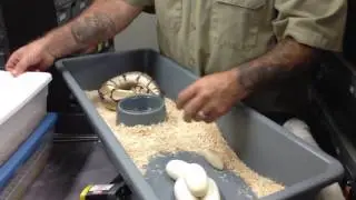 Lone Star Reptiles