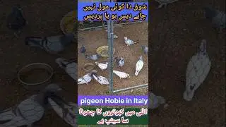 pigeon Hobie in Italy#youtubeviral #youtubeshorts#trendingshorts#tricks#kasurikabootar#birds#short#