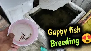 Guppy fish breeding in Terrace fish pond 😍