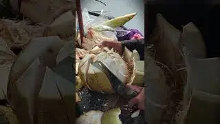 stripping the coconut || Asmr #shorts  #coconut