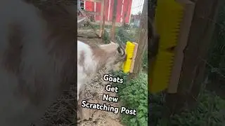 Curious Goats Try Out Their New Scratching Posts #Goats #Cute #FarmAnimals