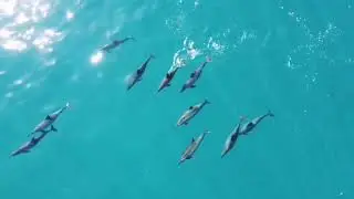 Morning Dolphins - Moorea - Drone DJI Mavic Mini