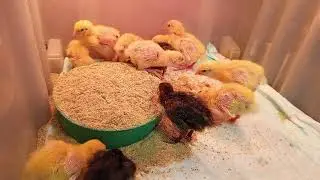 ASMR cuties of the quail🐥Cuties drink and eat to cheerful and sweet music🥰Asmr video💕oddlysatisfaing