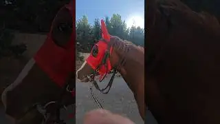PanzerMAN 😎🐎 #reelsvideo #tjktv #horse #yavruhayvanlar #animals #kesfet