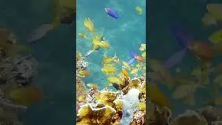Exploring the Enchanting World of Sea Fish. #SeaLifeWonders #UnderwaterAdventures #OceanicBeauty