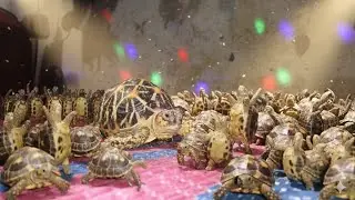 Indian star tortoise dancing tail video#animal #pets #funny #tortoise #turtle 