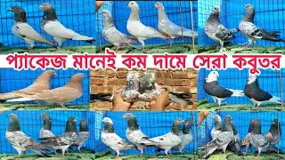 অনিক ভাই মানেই কম দামে গিরিবাজ ও কালারিং কবুতর Gribaz coloring Pigeions কবুতর পালন বাংলাদেশ #pigeon 