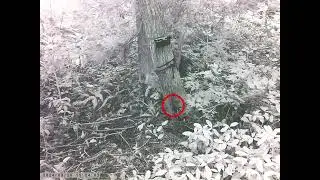 Japanese Squirrel at Salt Lick #2 | No interests in Walnuts in Feeder Box