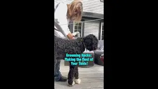 How to Groom Your Dog - My first day