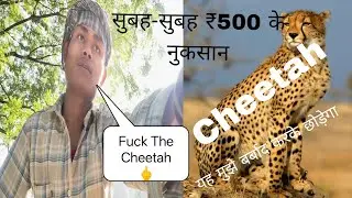 #tiger #leopard #cheetah #jaguar I don't know what animal it is