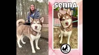 Adopt Senna | Animal Orphanage | Dogs & Cats for Adoption | #aonj