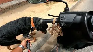 2 ವೀಲರ್ ವಾಹನದಲ್ಲಿ ನನ್ನ ರೊಟ್ವೀಲರ್ ನಾಯಿ ಸಾಗಣೆ | Rottweiler transport on 2 wheeler #dogs #rottweiler