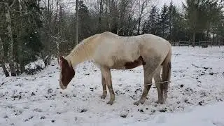 How I introduce new horses to my herd the safe way | Horse Behavior | Sand Valley Ranch