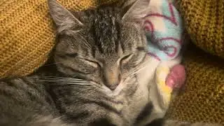 Tiger The Cottage Cat | Beautiful Tiger Cub | ASMR Accent