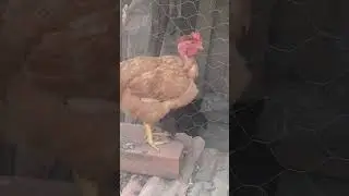 resultado cruzamento label rouge com GSB galinha bal&atilde;o sertaneja