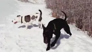 Veterinarian shares tips on how to keep pets warm this winter