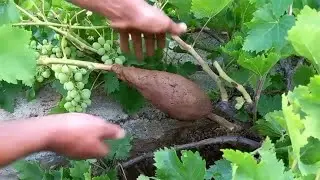 过完年了，找一根树枝包上泥巴，以后有葡萄吃