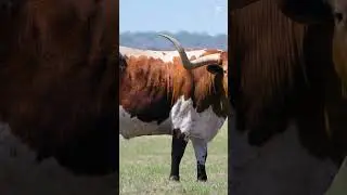 Texas Longhorn Bull &ndash; The Beast with Giant Horns! 🐂🤯#ZooZoom shorts