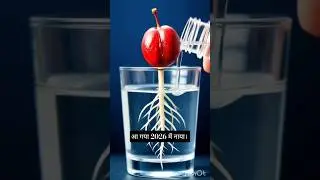Red Goji Berry Growth | World&rsquo;s Most Powerful Superfruit | Viral Fruit Video