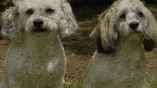 Bo and Jackie - www.havaneserescue.com