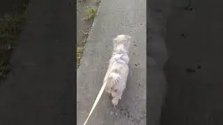 Morning walk with mommy happy and choco