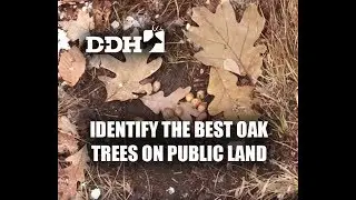 Identify the Best Oak Trees on Public Hunting Land