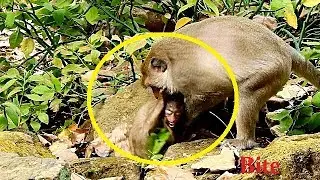 Million Sad When Saw Loki Bite Poor Baby Monkey Too Small | Why He bite Strongly Like This?