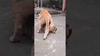Cats Mating