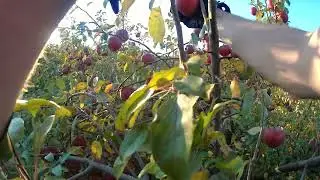 Snow Sweet Apple ~ Apple Picking ASMR ~ #Apple #Orchard #Picking #ASMR #Nature #Farming #Farm #Fruit