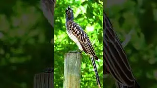This is a African grey hornbill Bird