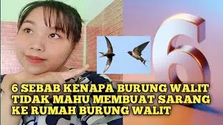 6 Sebab Kenapa Burung Walit Tidak Mahu Membuat Sarang ke Rumah Burung walit!
