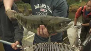 Hatcheries in Metro Vancouver Regional Parks