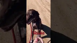 Old Dog 🌟New Tricks #smartdog  🐾