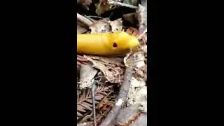 Six UCSC Banana Slugs!
