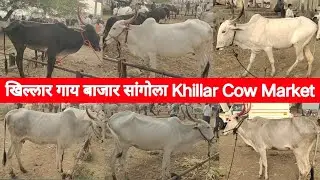 सांगोला खिल्लार गाय बाजार | Sangola Khillar Cow Market