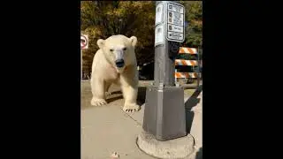 Polar Bear of St. Paul  #ai #stpaulmn #polarbear #city #animals