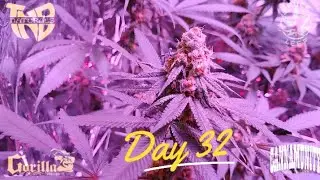 Green Dragon Dispensary Clones - Day 32