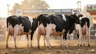 Top Class #cow  #horse #buffalobull at #pdfa pehwa, #harayana | #milk  #breed 😱