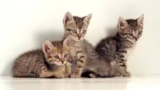 5 Common Cat Behaviors Explained