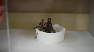 Hungry orphaned finches